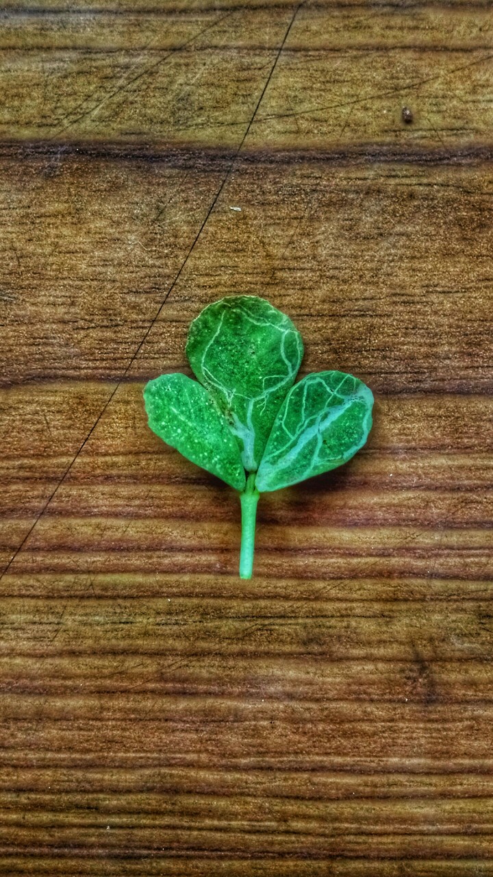 leaf