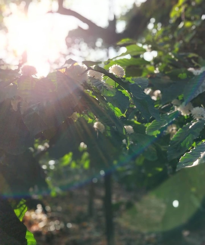 Natural green leaves
