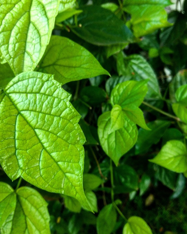 Greeny