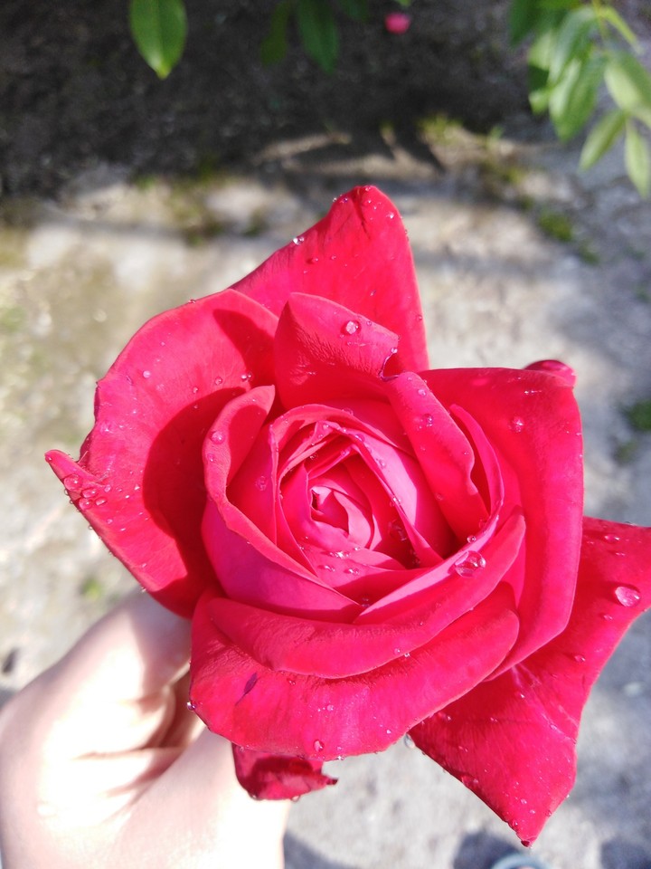 Red Rose