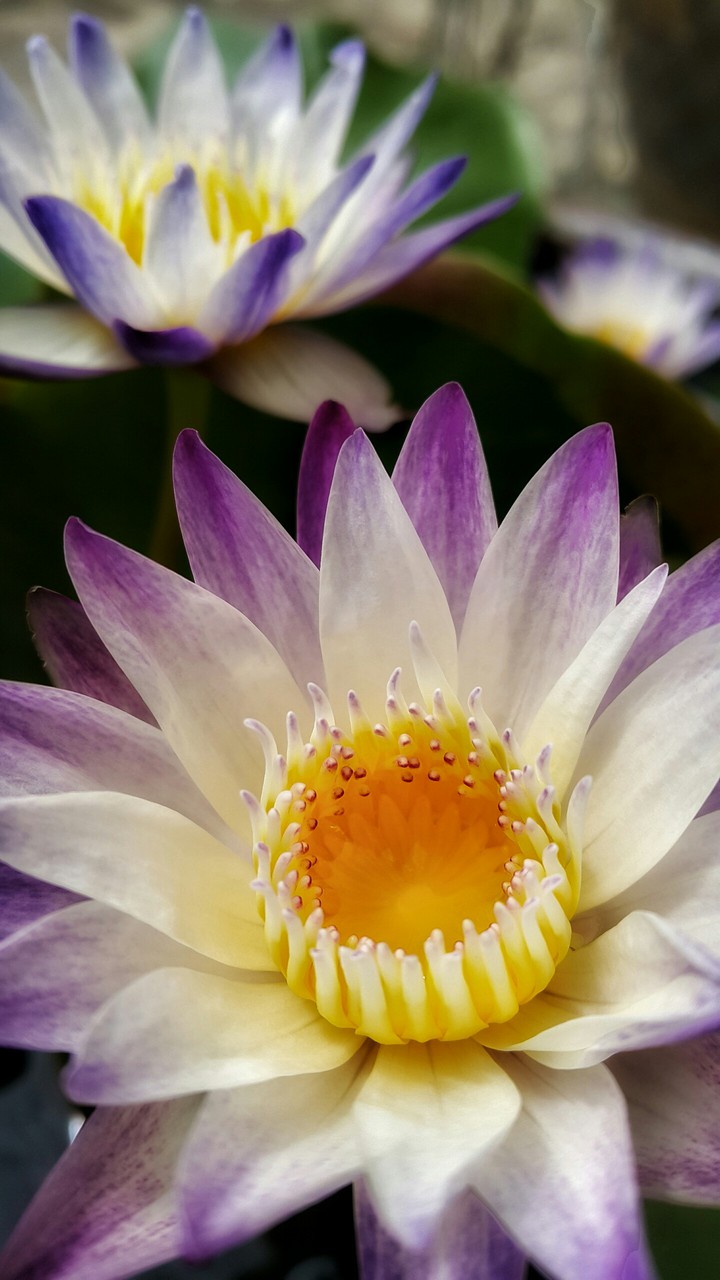lotus