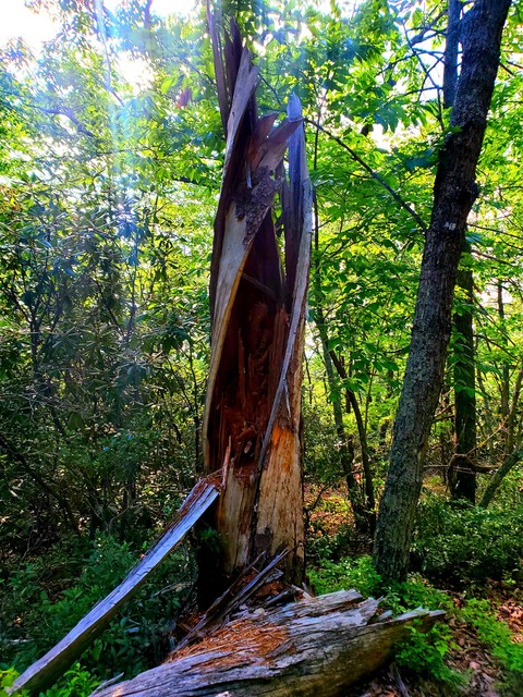 ταπετσαρίες ecoregion, wood