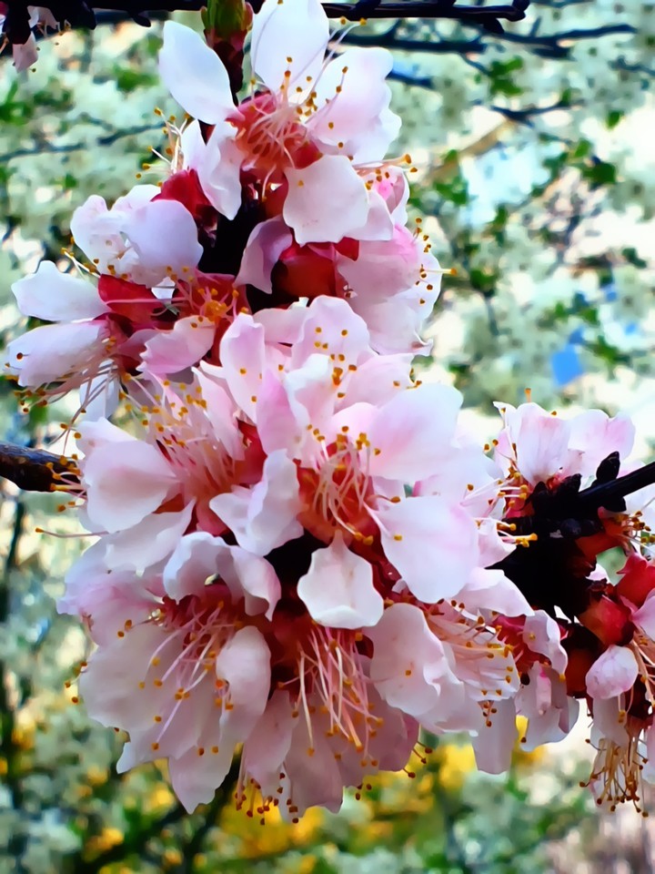 Spring flowers