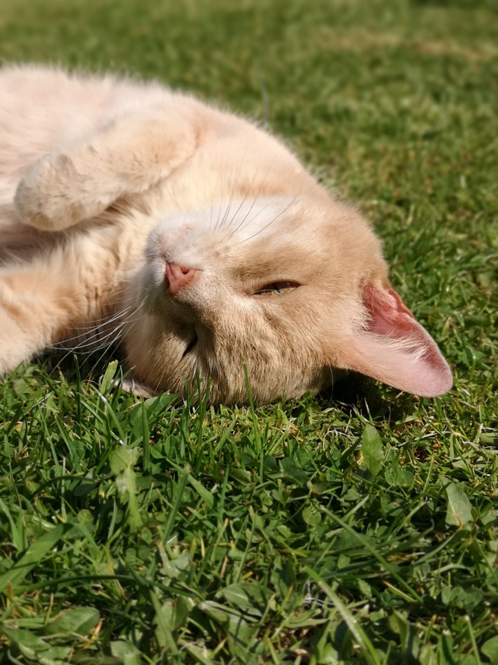 Charlie #gingercat #cat #sleepingcat