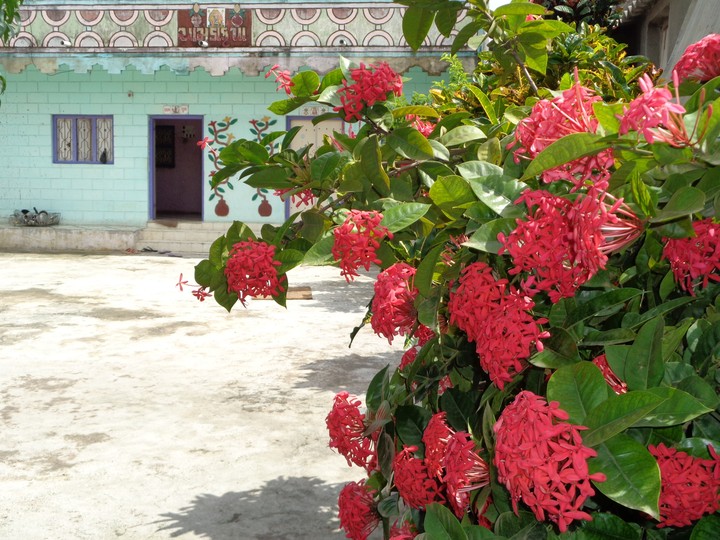 flower at my home