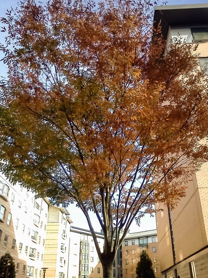 Fall