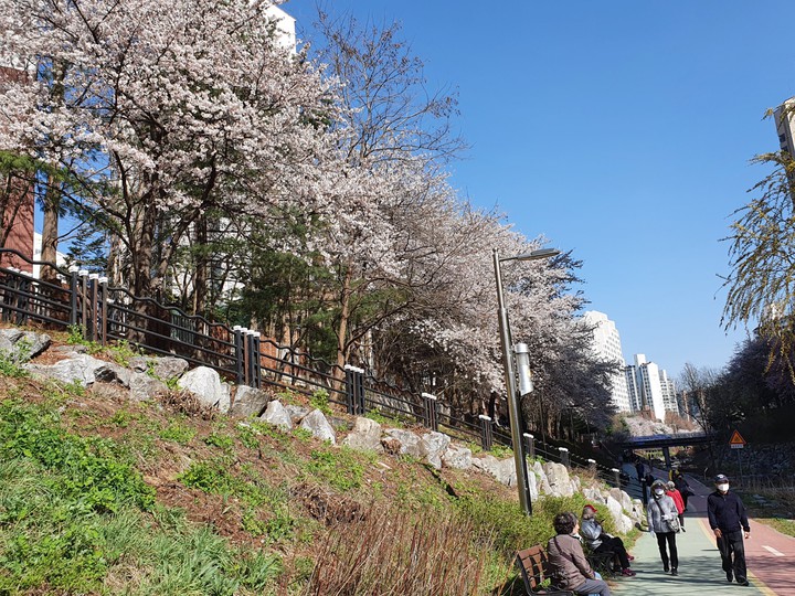 Spring Flowers