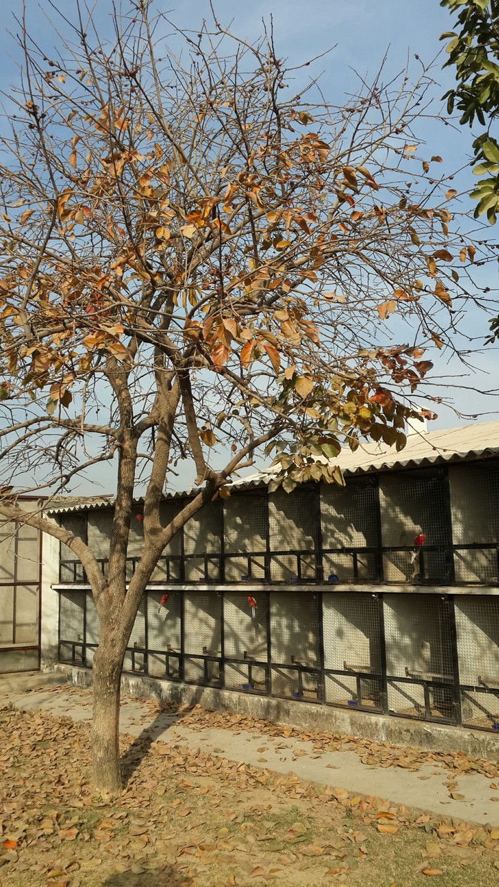 birds Village