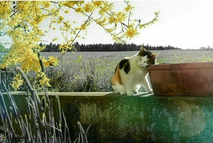 kedi