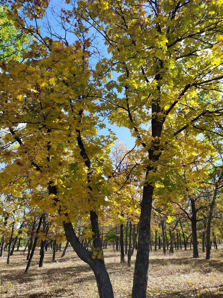 Осенняя красота