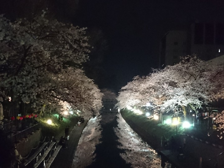 夜桜