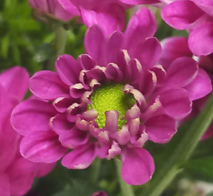 FLOWER