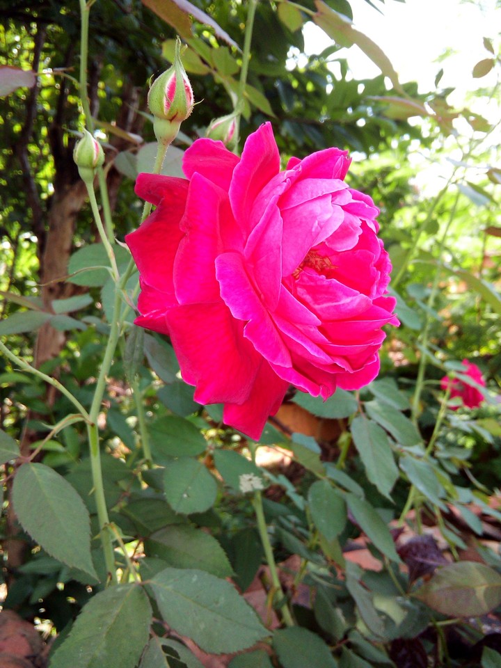 rose special