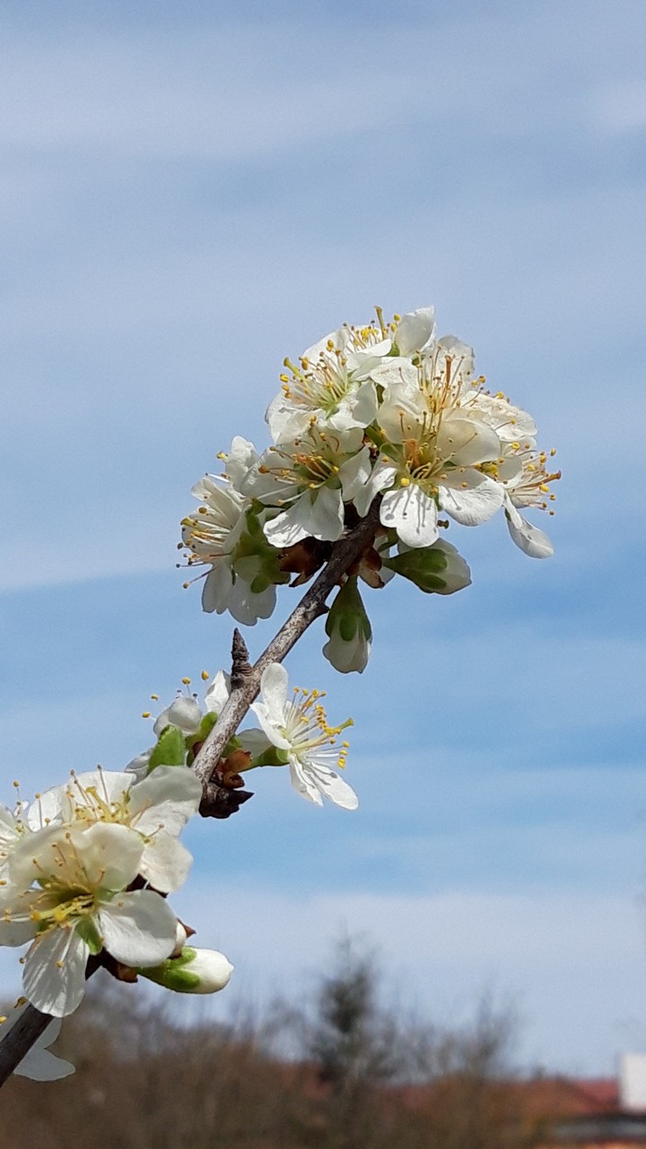 spring