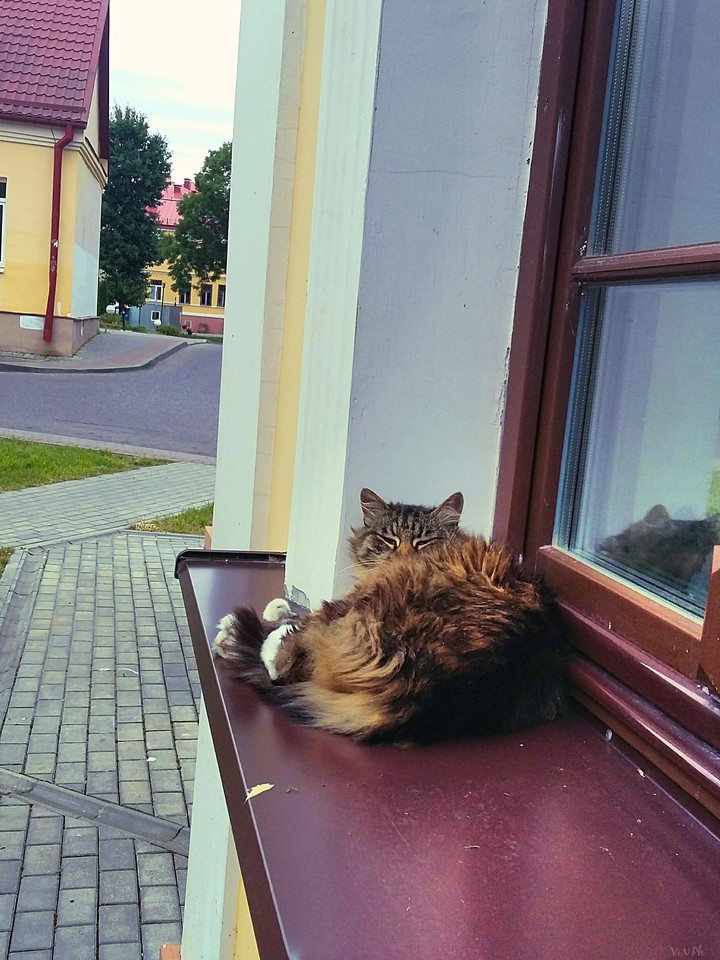 Masonic cat