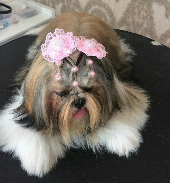 beautiful dog