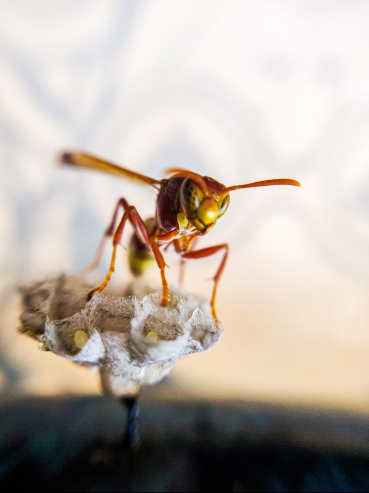 bee