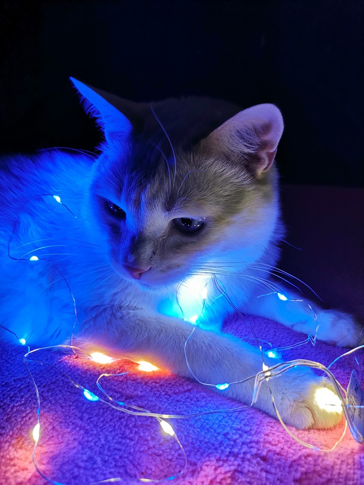 cat with lights