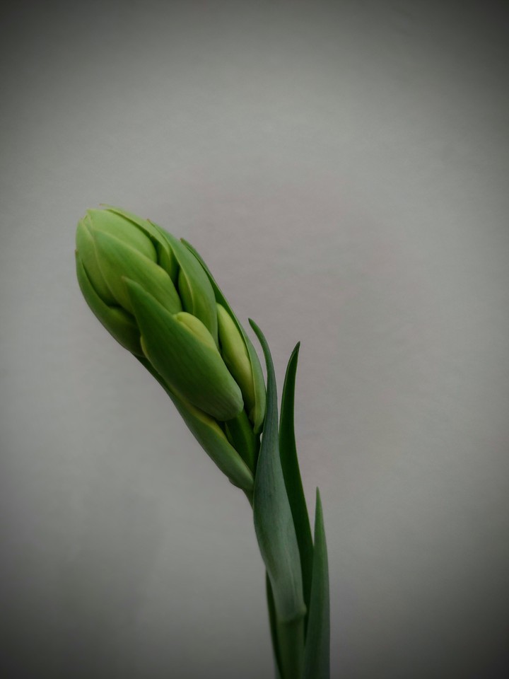 Lilly bud...!!