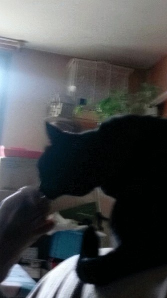 chats
