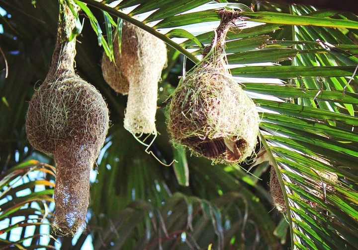 nest