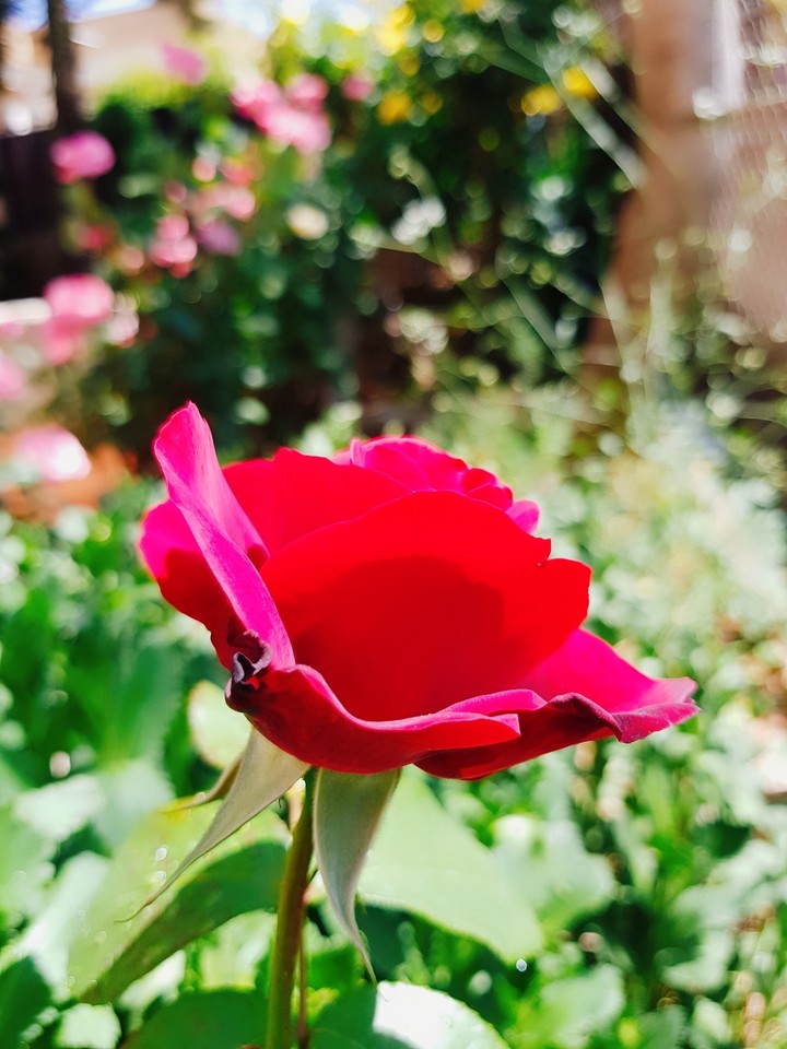 ⚘
