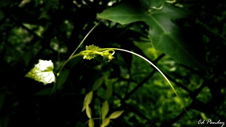 bud out of the shrubs standing apart