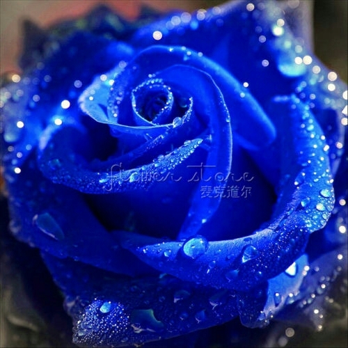 rose ?