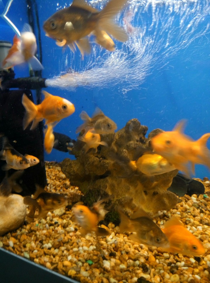 fish