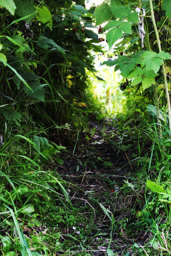grass