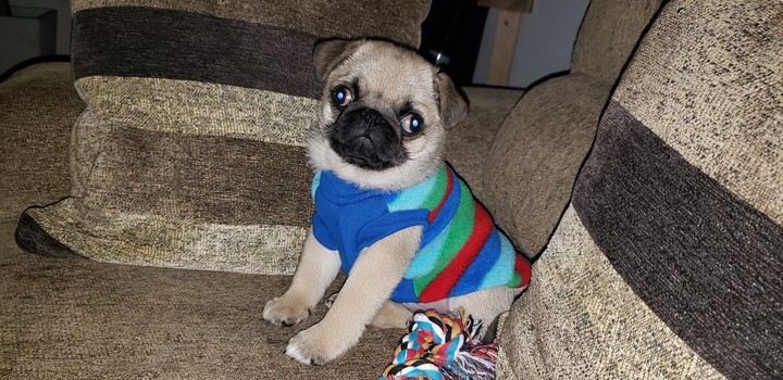 Pug