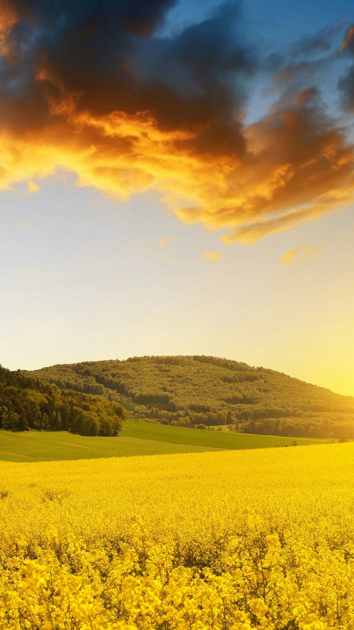 field