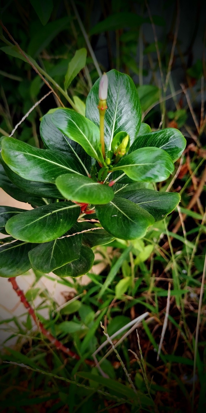 Nature