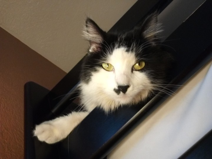 Heart Nose