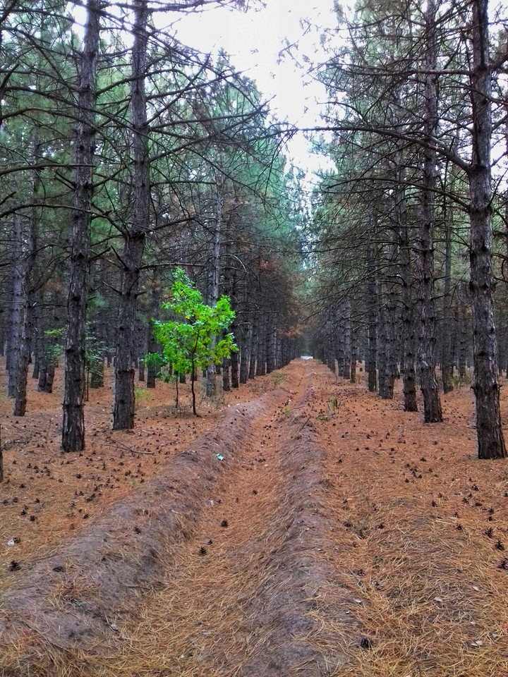 Forest