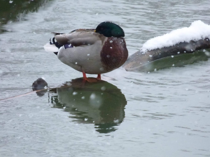 Duck