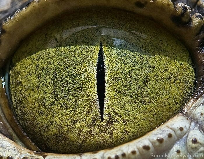 reptil
