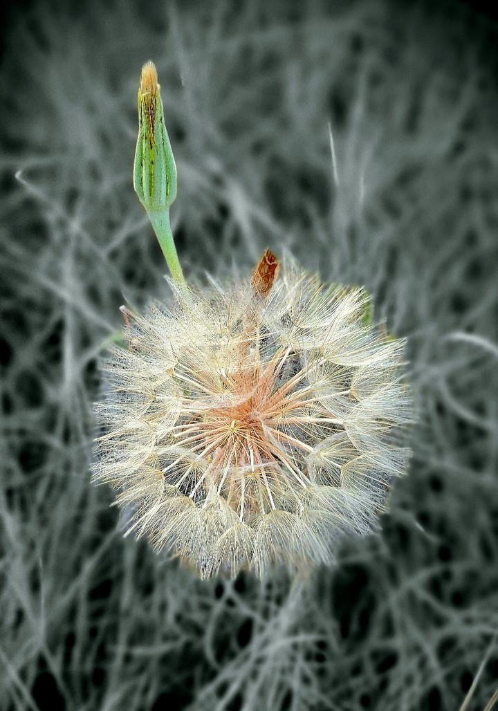 Make a Wish
