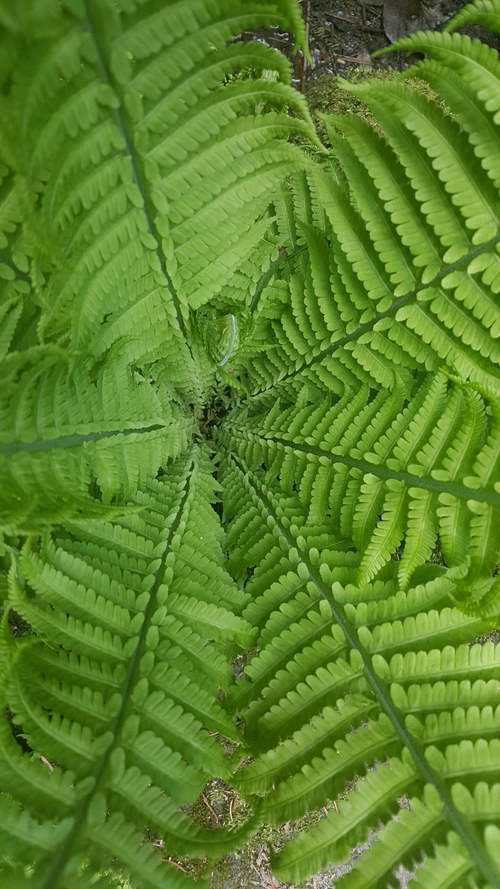 green nature