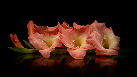 gladiola