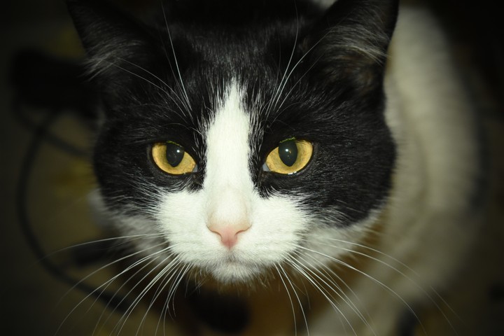 cat