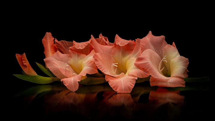gladiola