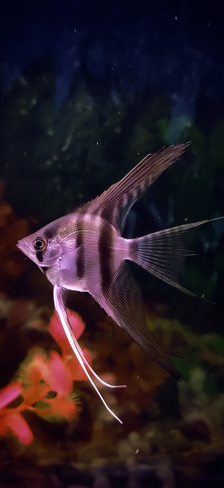 Angelfish