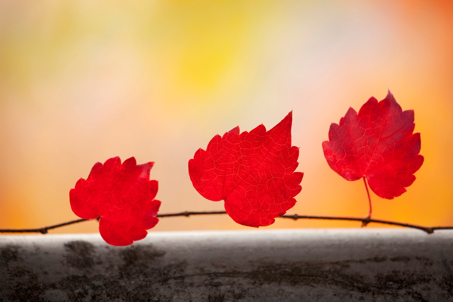 Maple Leaves