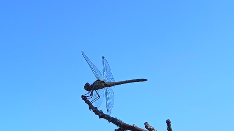 dragonfly, grey wallpapers