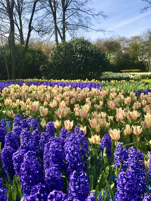 At the Keukenhof Park, 2019