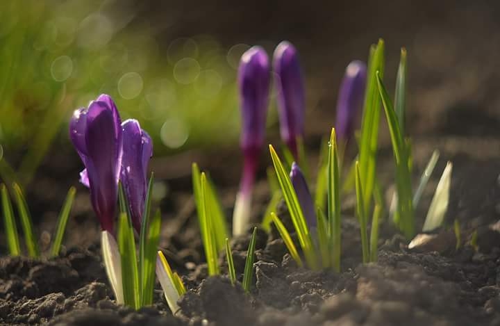 crocuses