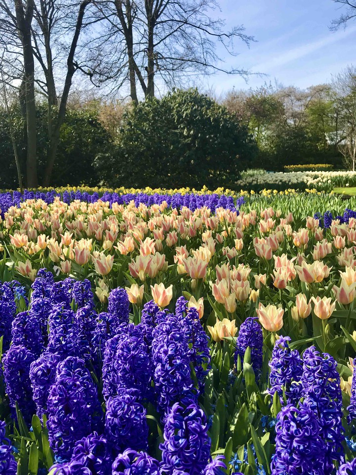At the Keukenhof Park, 2019