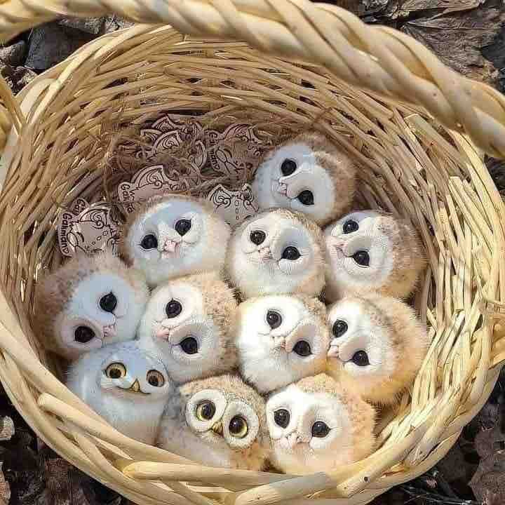 baby owls