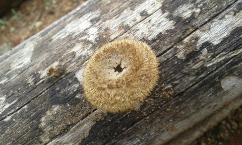 Wood rotting fungi